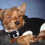 photo tricot modele tricoter pull chien 12