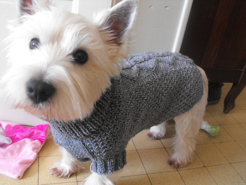 comment tricoter gilet pour chien