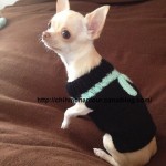 photo tricot modele tricoter pull chien 9