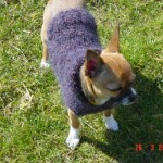 photo tricot modèle tricot manteau pour chien 12