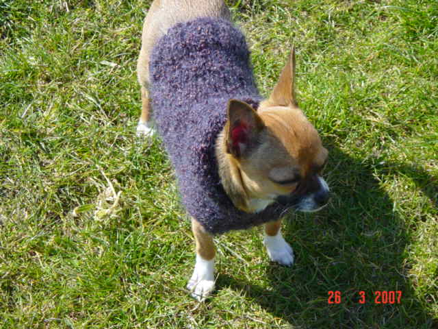 photo tricot modèle tricot manteau pour chien 12
