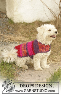photo tricot modèle tricot manteau pour chien 16