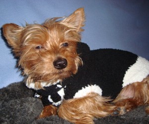 photo tricot modèle tricot manteau pour chien 18