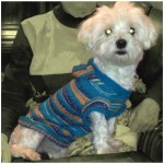 photo tricot modele tricoter pull chien 17
