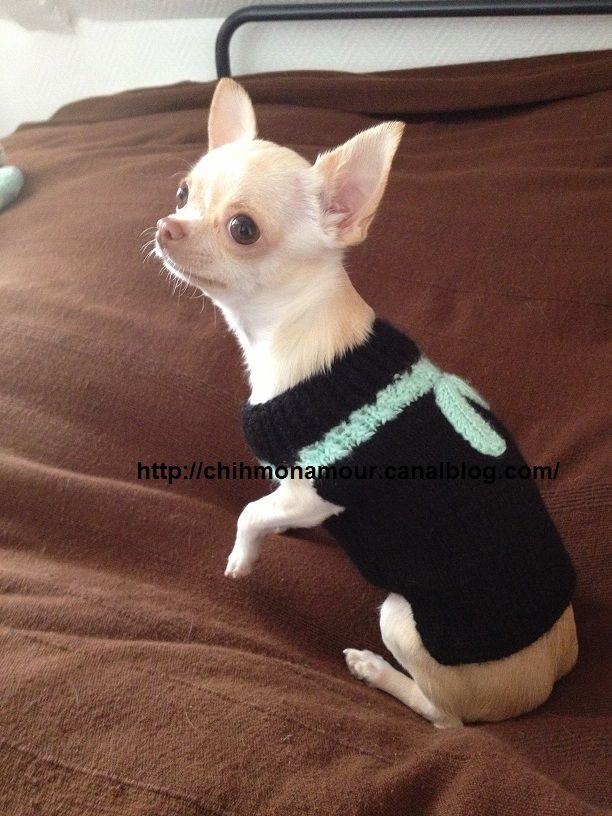 photo tricot modele tricoter pull chien 9