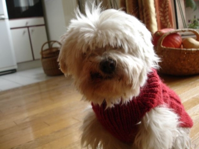 photo tricot modèle tricot manteau pour chien 13