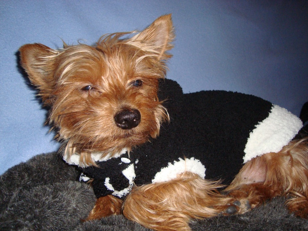 photo tricot modèle tricot manteau pour chien 18