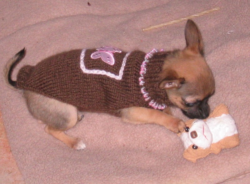 photo tricot modèle tricot manteau pour chien